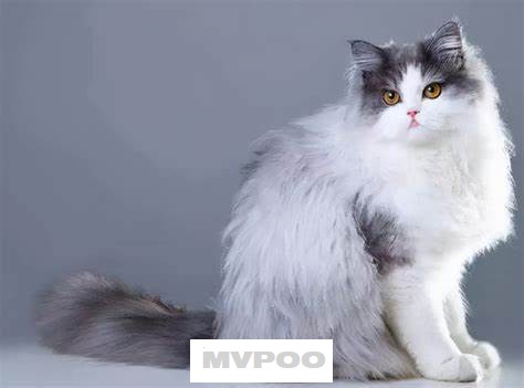 波斯猫.jpg
